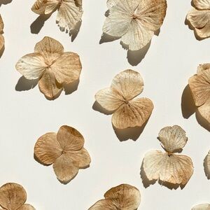 Meet your Posher, Jessie